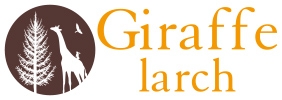 Giraffe larch  ジラフラーチ