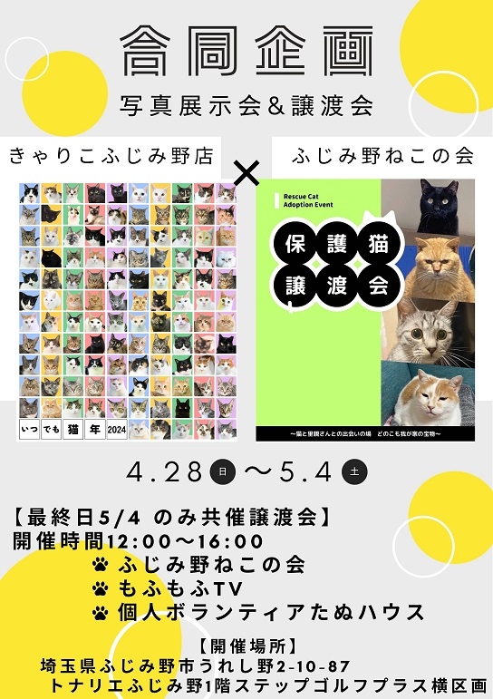 保護猫 写真展示会＆譲渡会 4/28㈰～5/4㈯ ※譲渡会は5/4㈯のみ