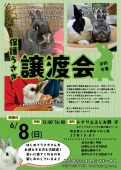 保護うさぎ譲渡会　6/8㈰ 12:00～16:00